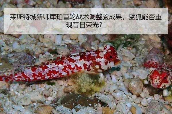 lai-si-te-cheng-xin-shuai-ku-po-shou-lun-zhan-shu-tiao-zheng-yan-cheng-guo-lan-hu-neng-fou-chong-xian-xi-ri-rong-guang-2-136.jpg